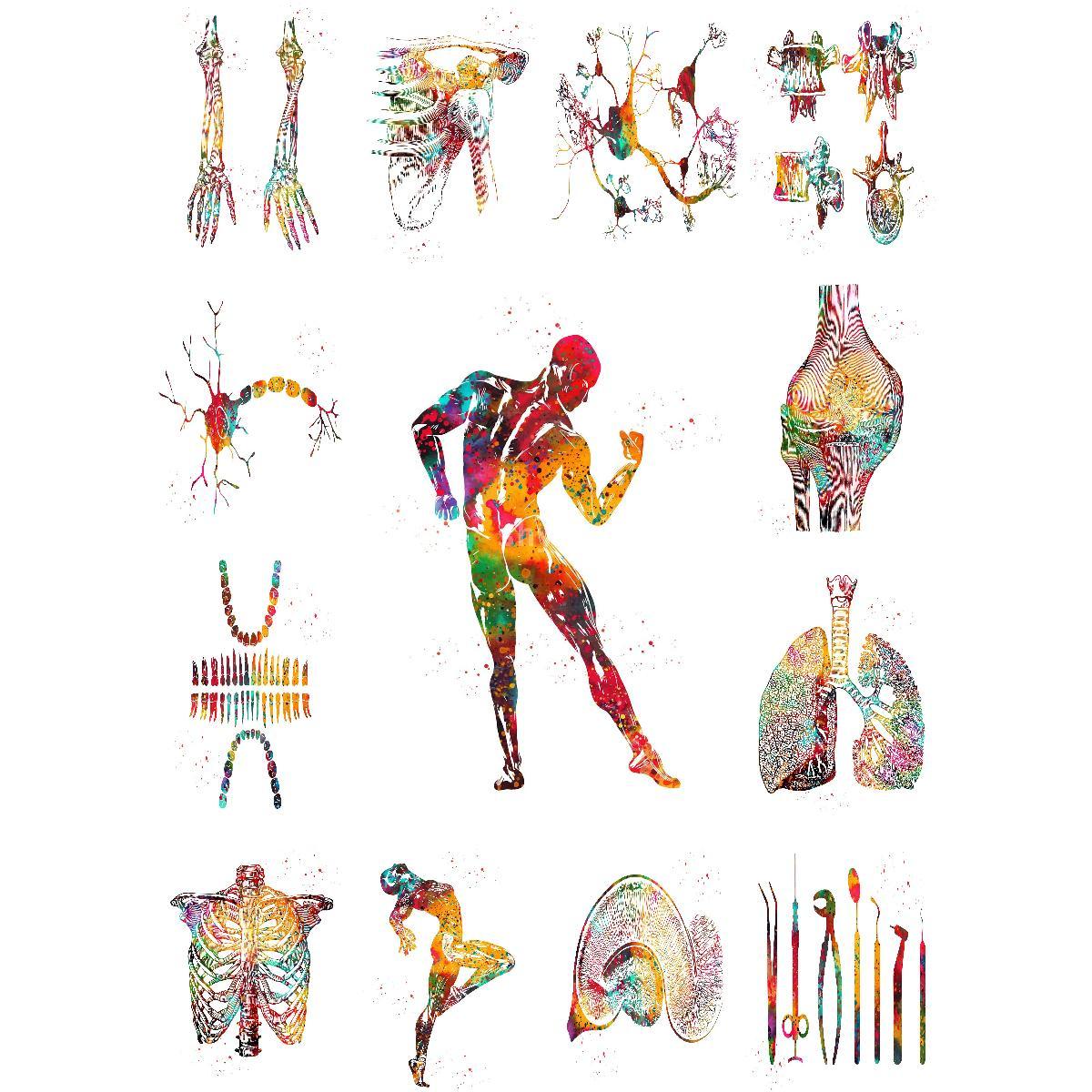 Interior Design Landscape - Anatomische Muskels truktur Poster pädagogischen Kunstdruck